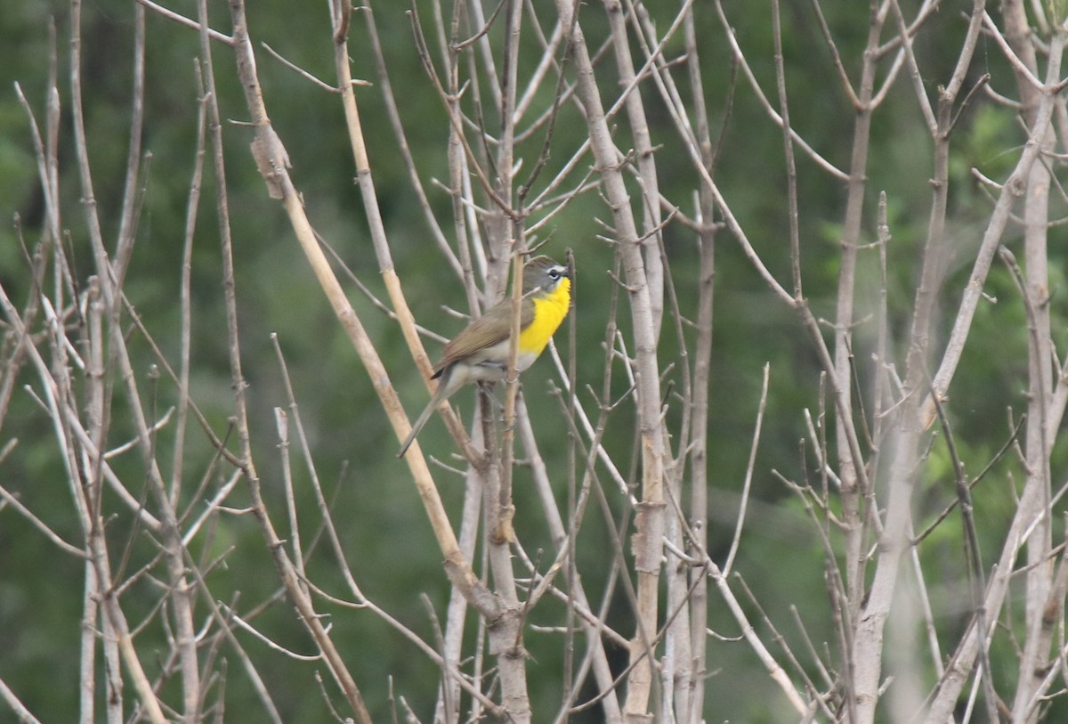 Yellow-breasted Chat - Ruth King