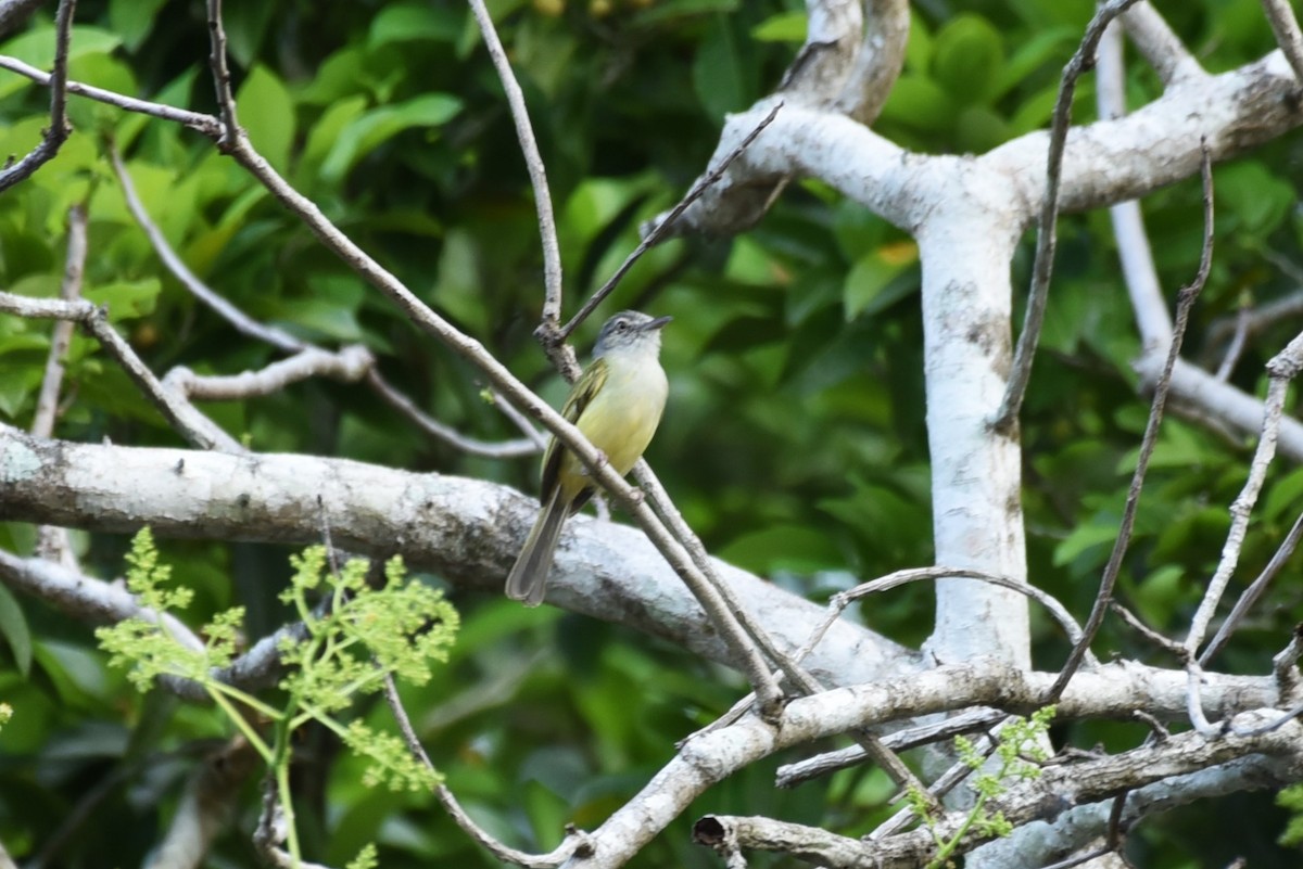 Yellow-olive Flatbill - Bruce Mast