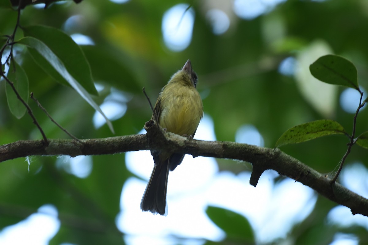 Eye-ringed Flatbill - ML619590512