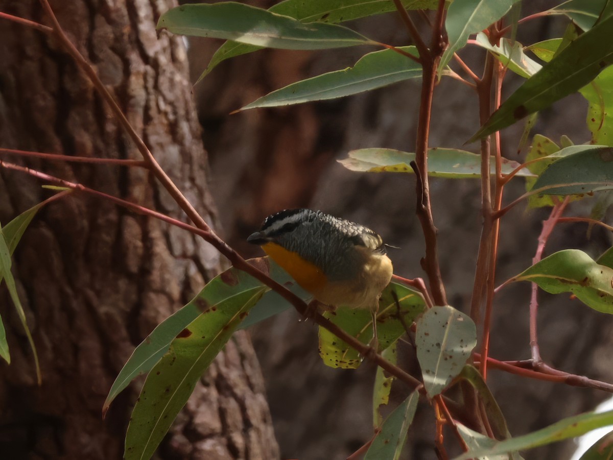 Spotted Pardalote - Heather Williams