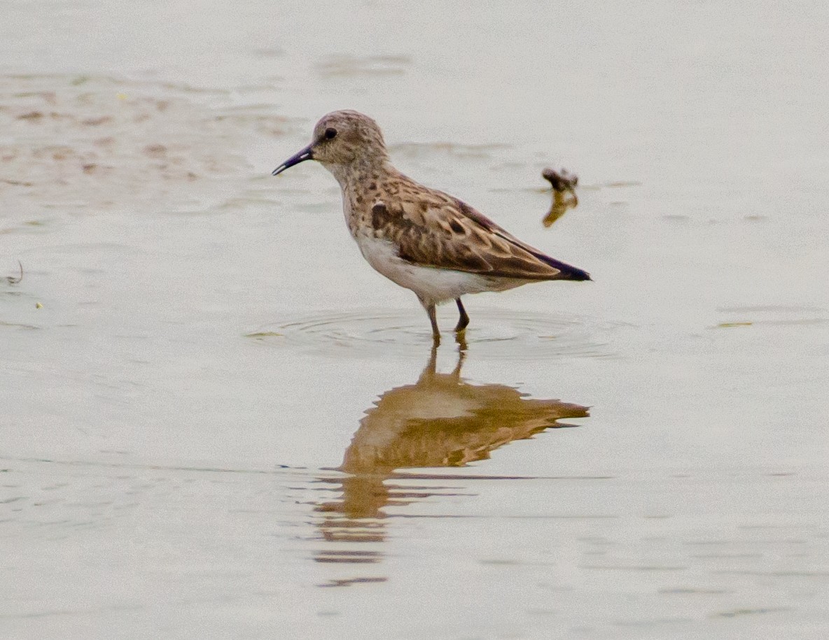 White-rumped Sandpiper - Andrea Salas