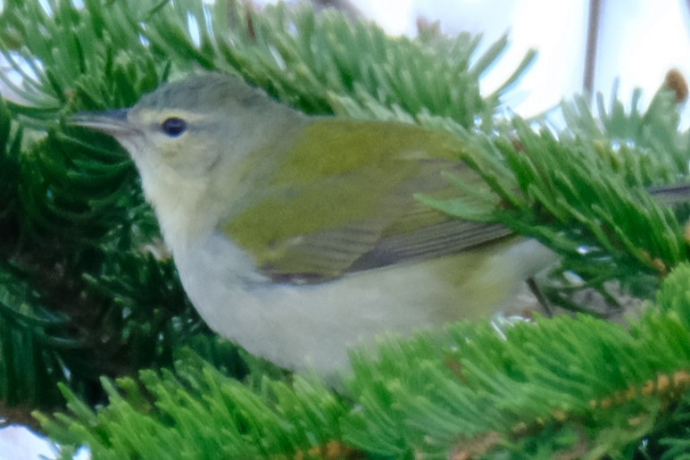 Tennessee Warbler - ML619590517