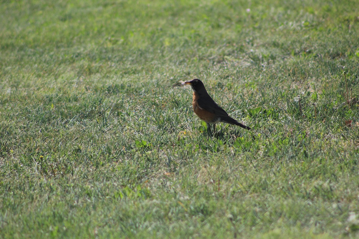 American Robin - Rachael Falgout