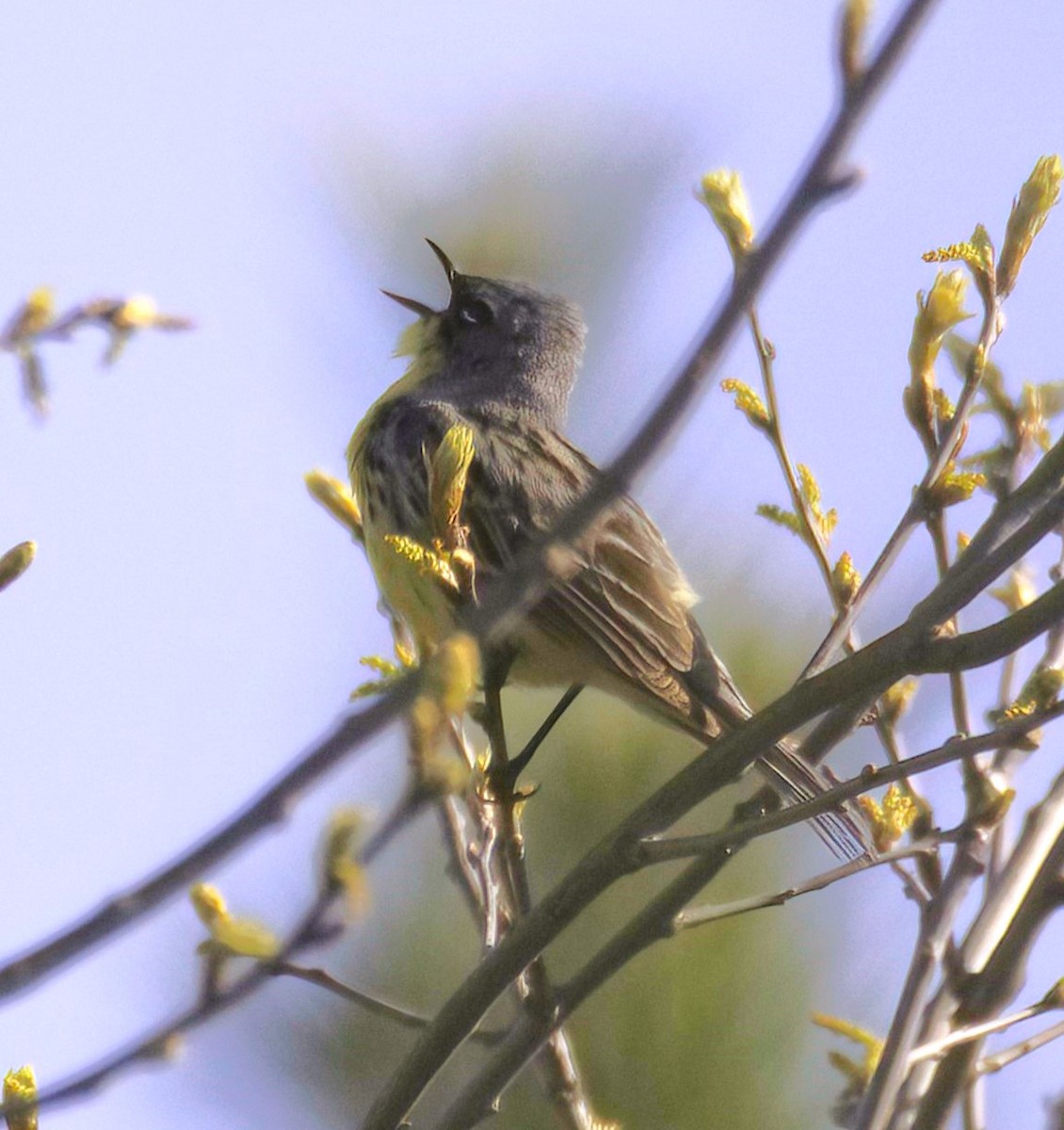 Kirtland's Warbler - Sue Riffe