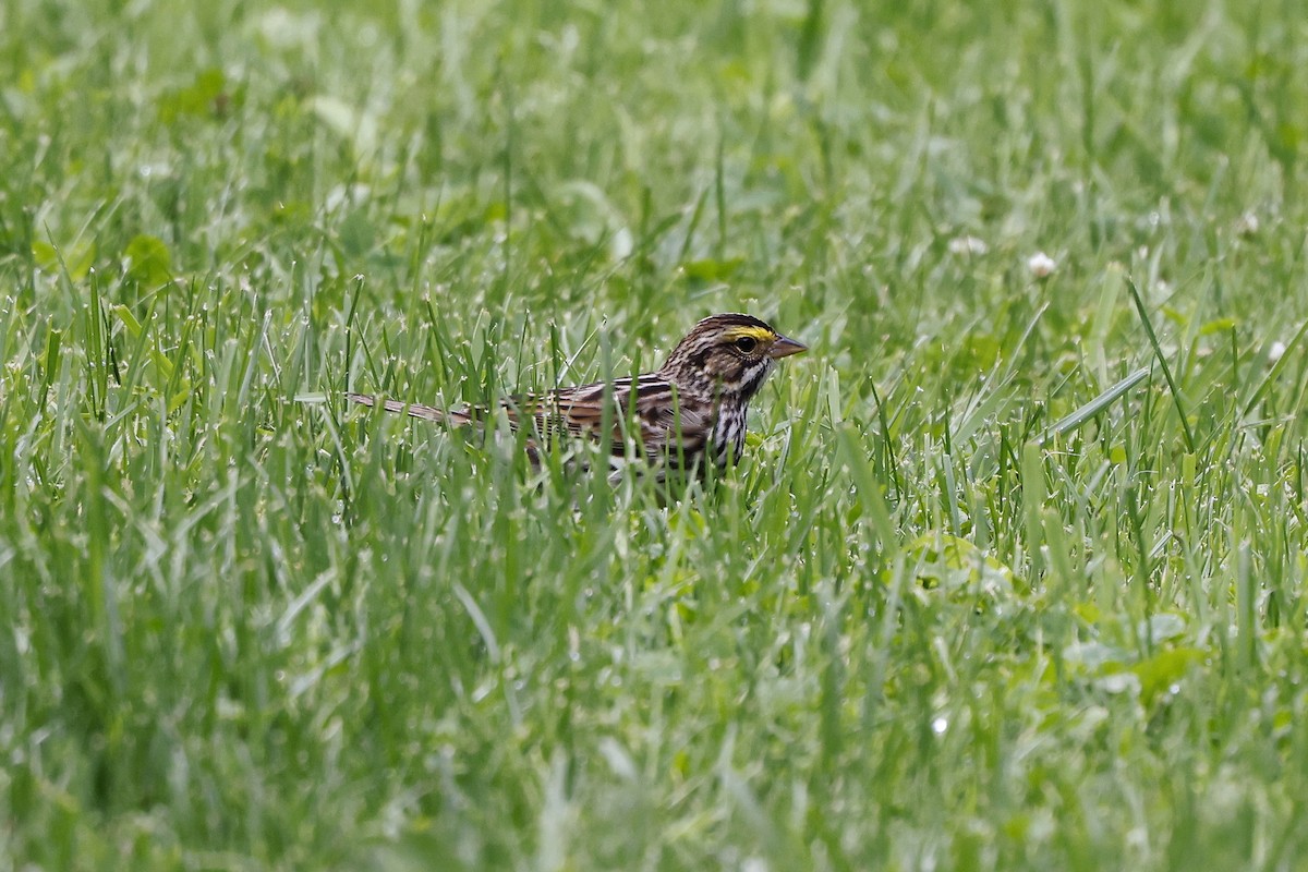 Savannah Sparrow - John Pogacnik