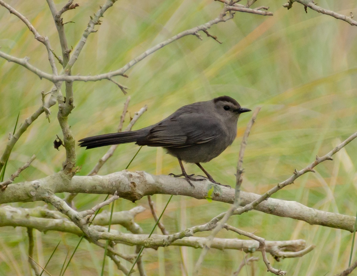 Gray Catbird - Andrea Salas