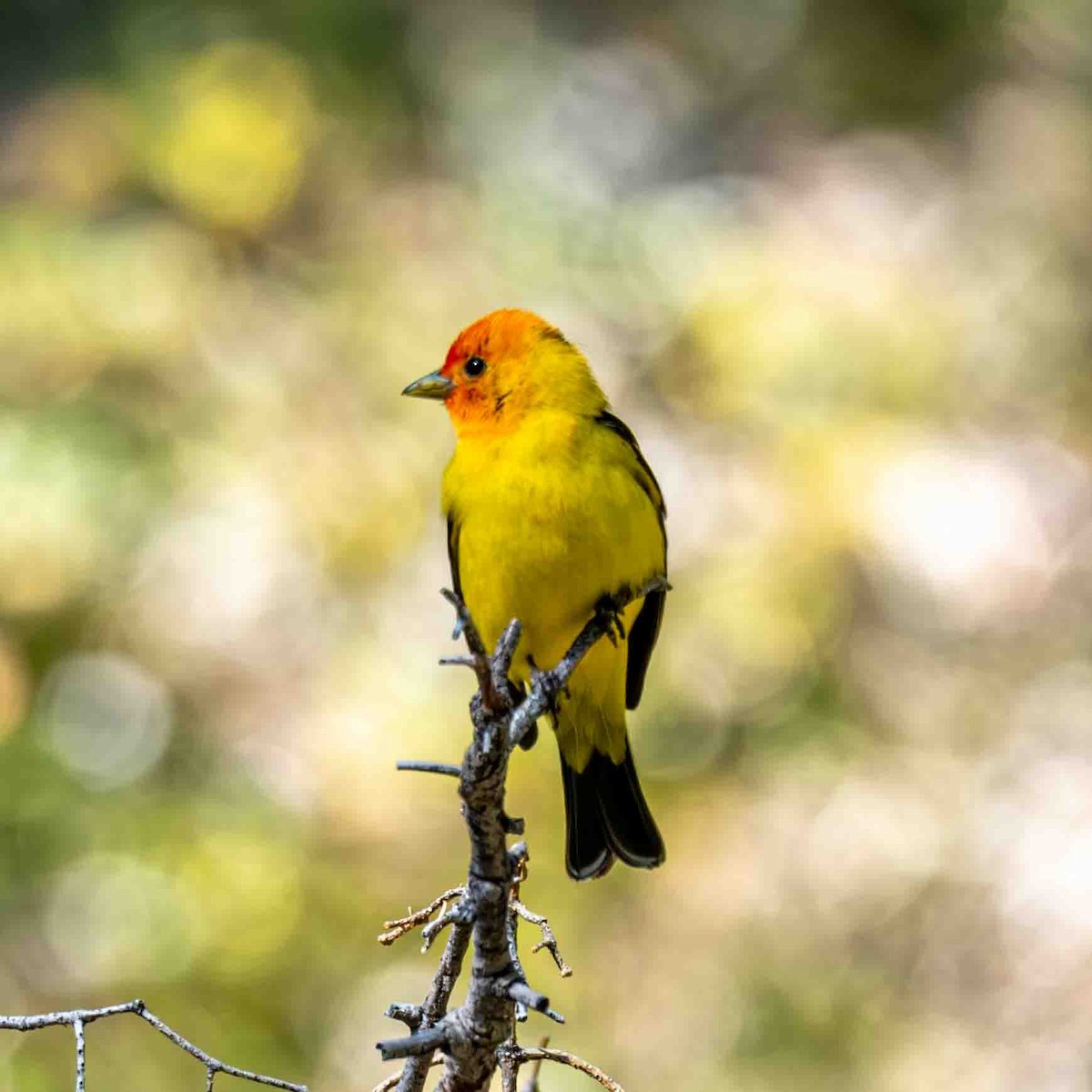 Western Tanager - Greg Shott