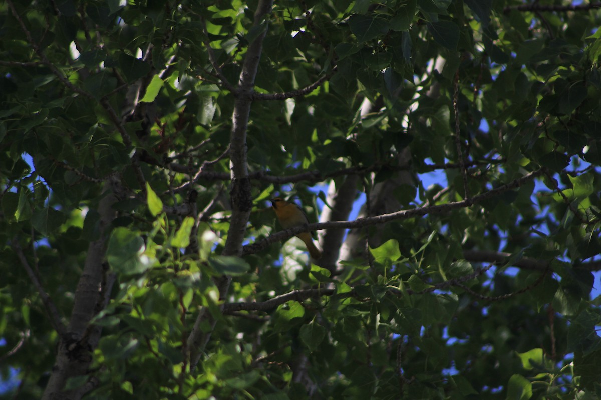 Bullock's Oriole - Rachael Falgout