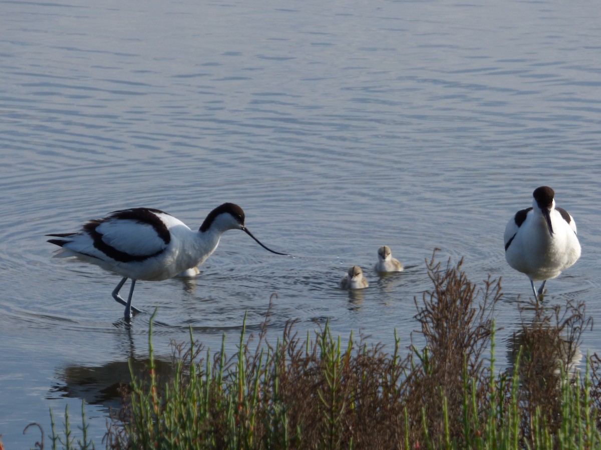 Pied Avocet - ML619590535