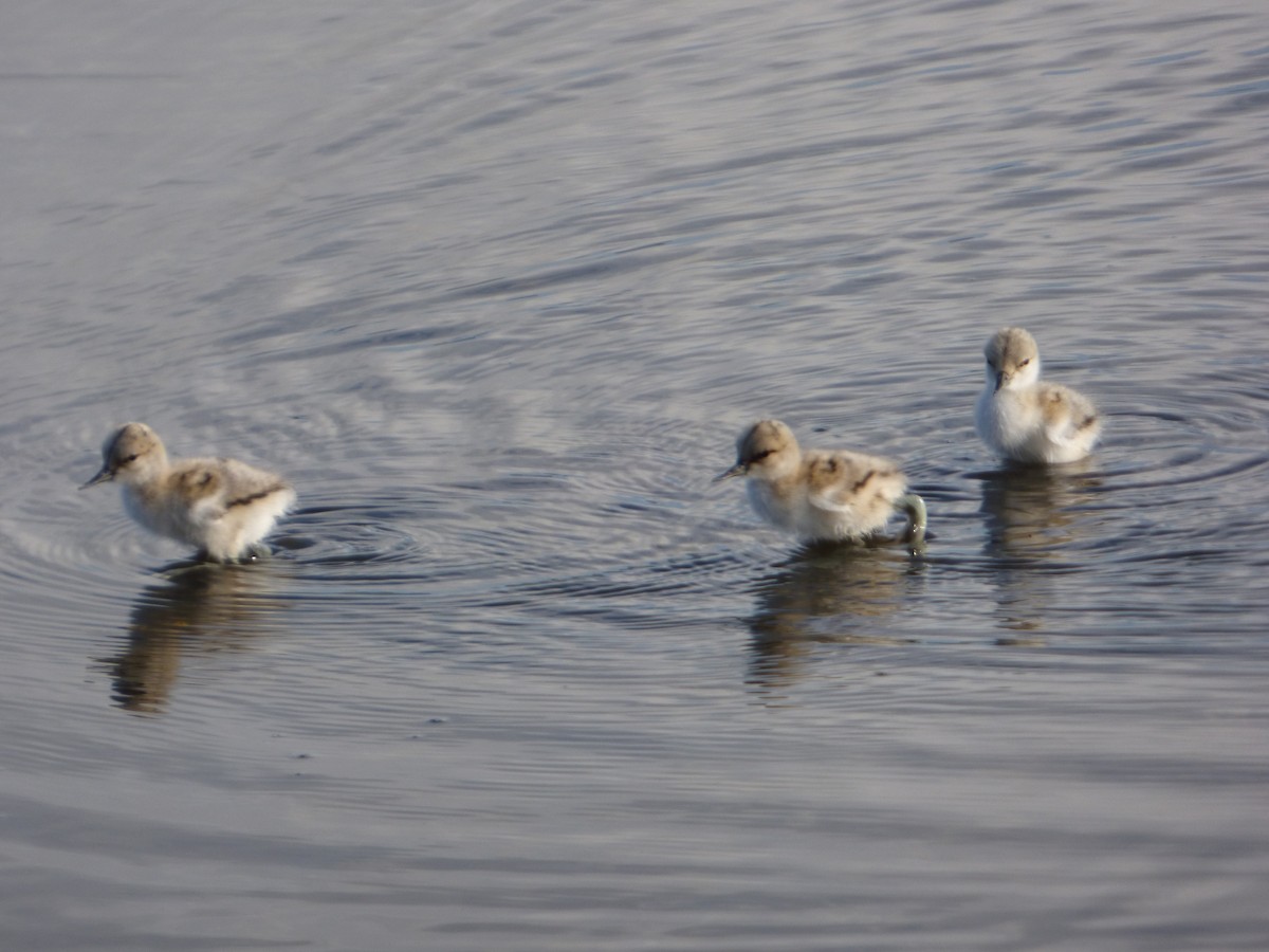 Pied Avocet - ML619590536