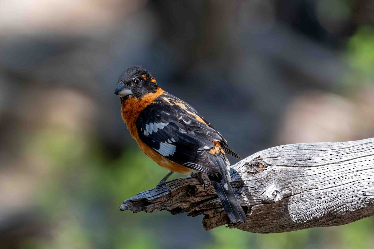 Black-headed Grosbeak - ML619590538