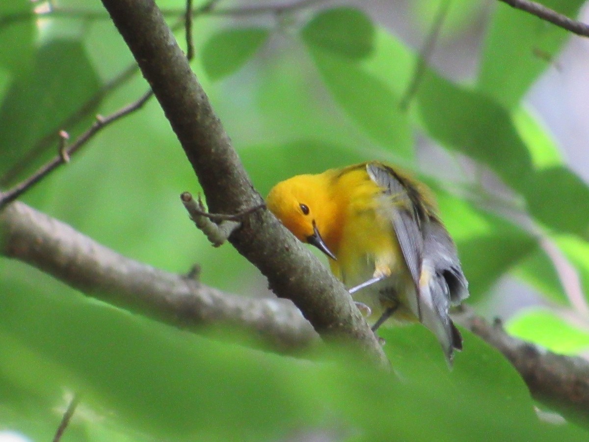 Prothonotary Warbler - Timothy Blanchard