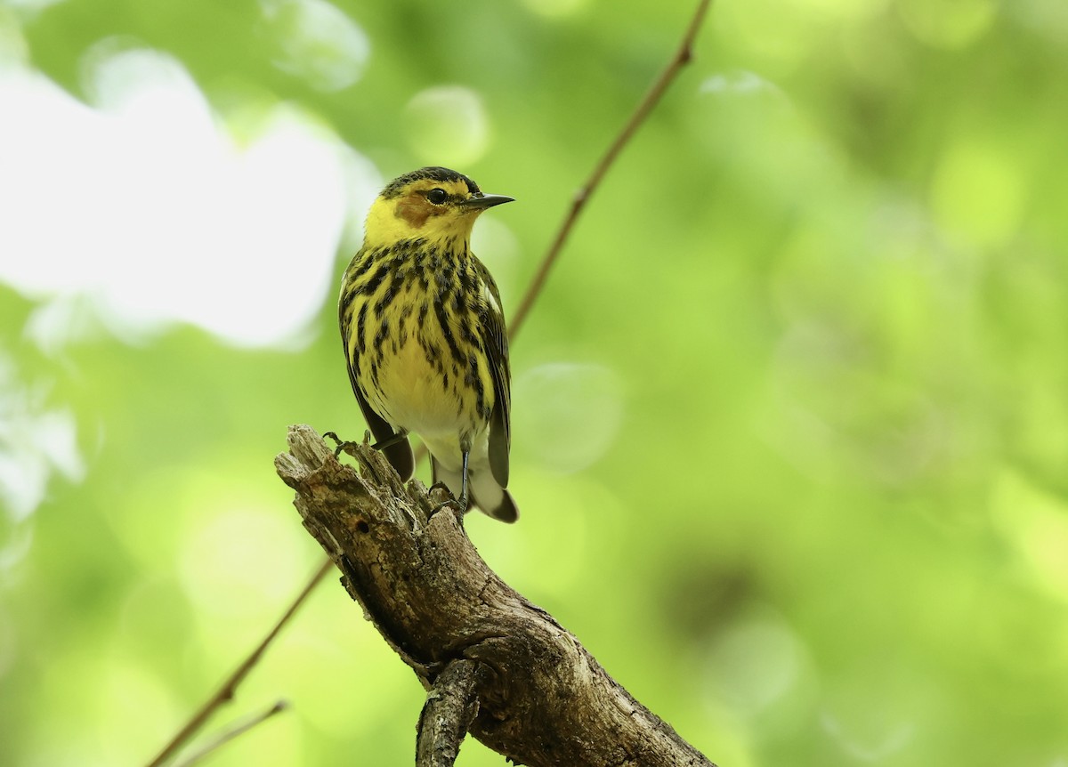 Cape May Warbler - Grace Simms  🐦‍⬛