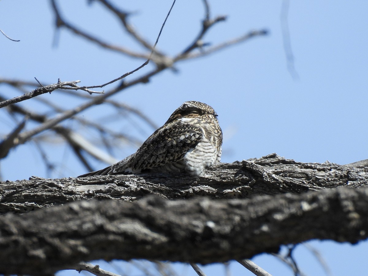 Common Nighthawk - Gigi Zarzuela