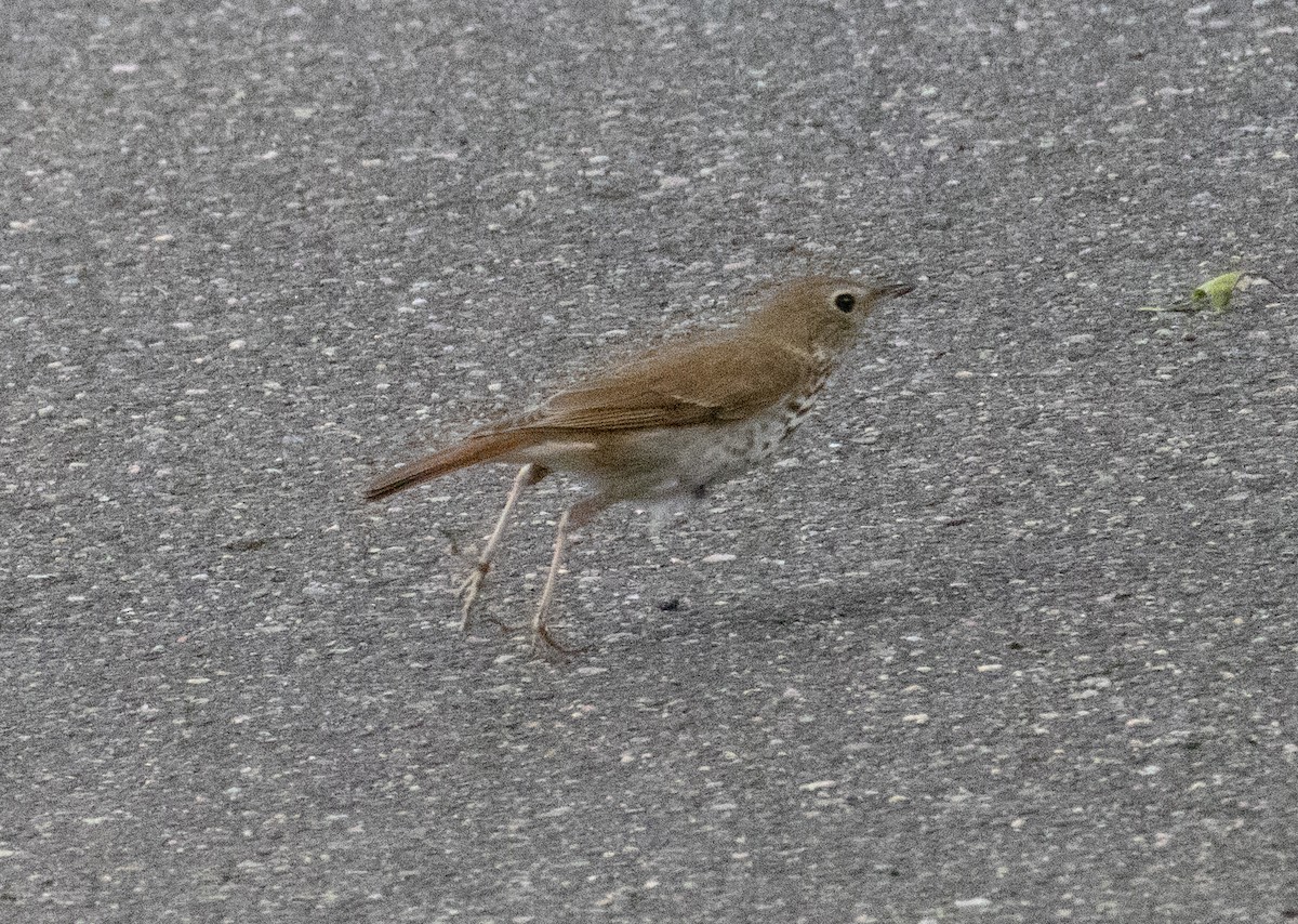 Hermit Thrush - MCHL ____