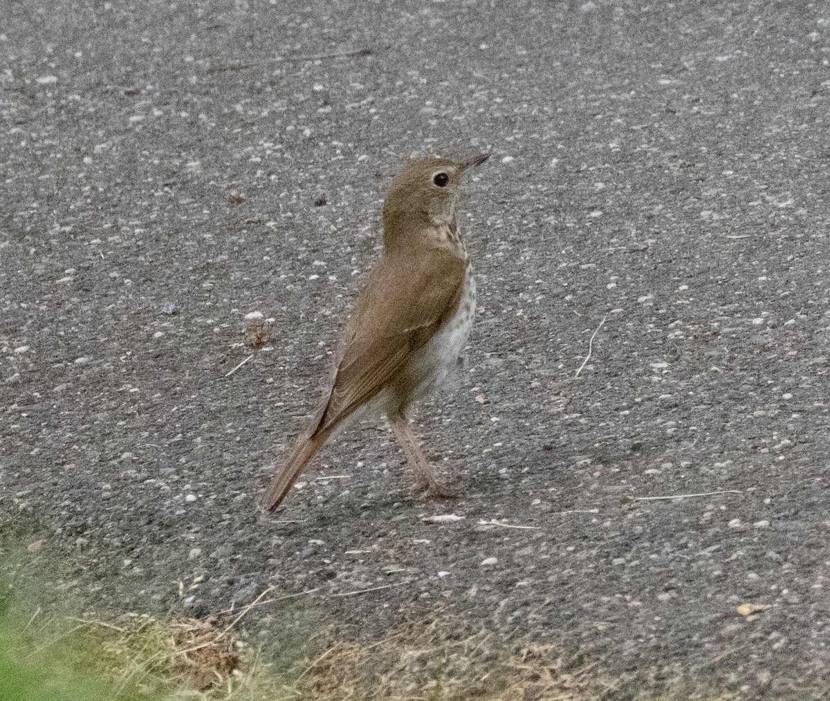 Hermit Thrush - MCHL ____