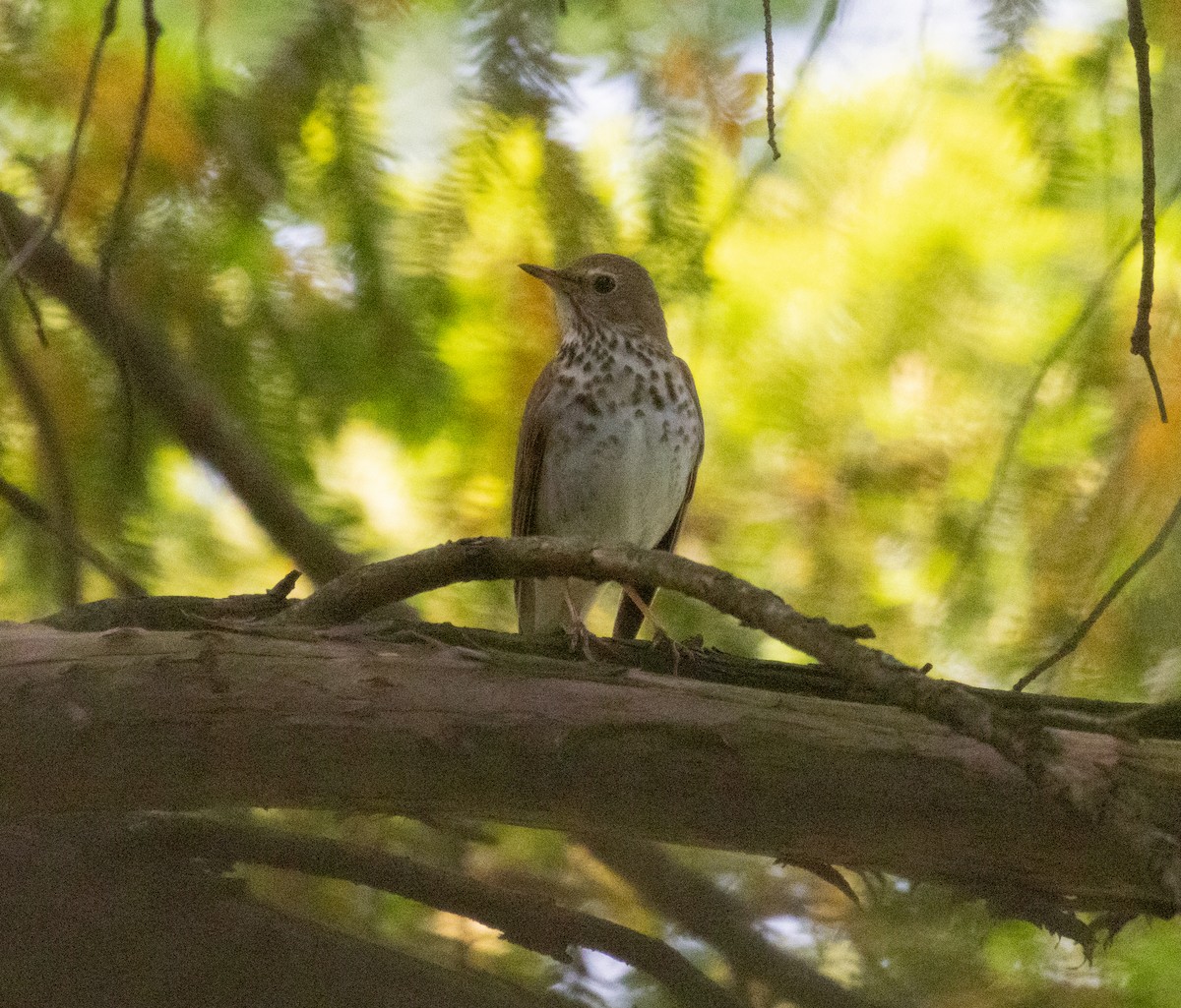 Hermit Thrush - MCHL ____