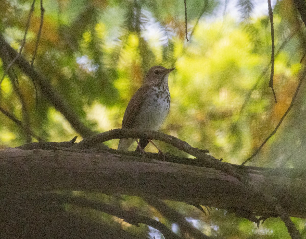 Hermit Thrush - MCHL ____