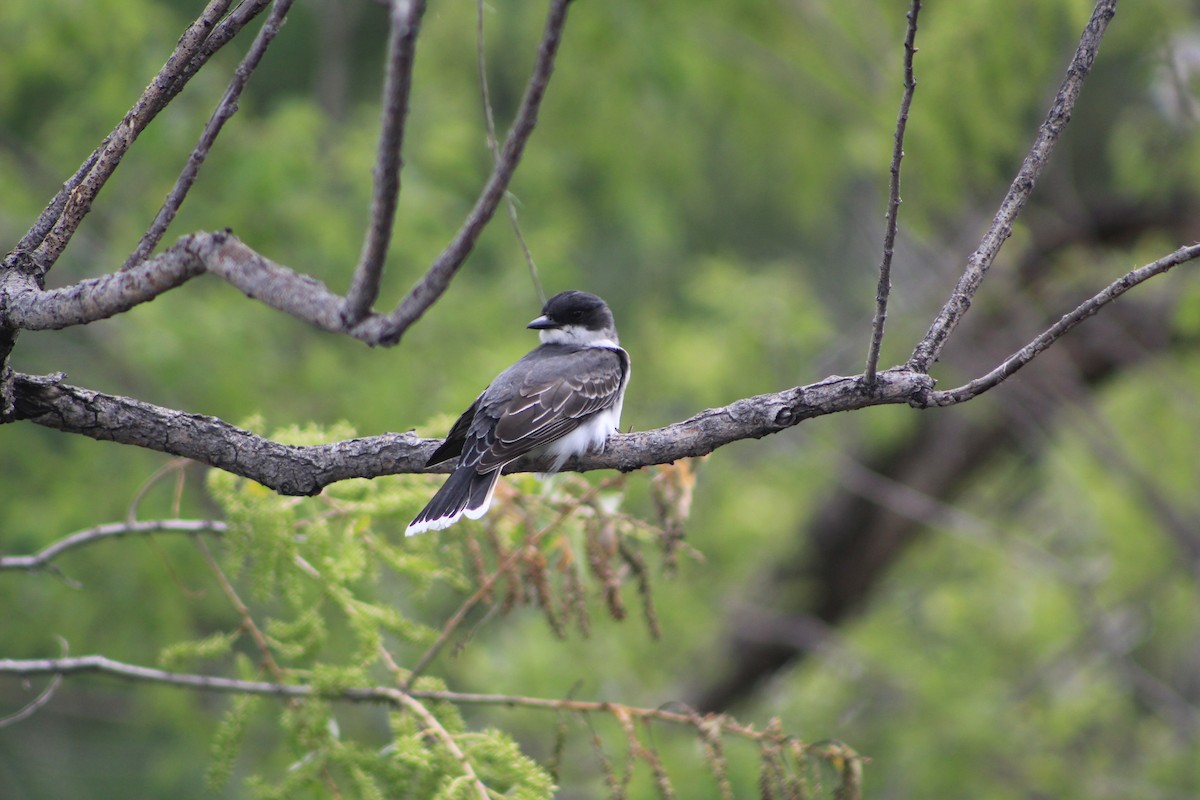 Eastern Kingbird - Rachael Falgout