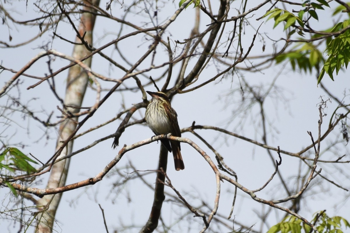 Streaked Flycatcher - Bruce Mast