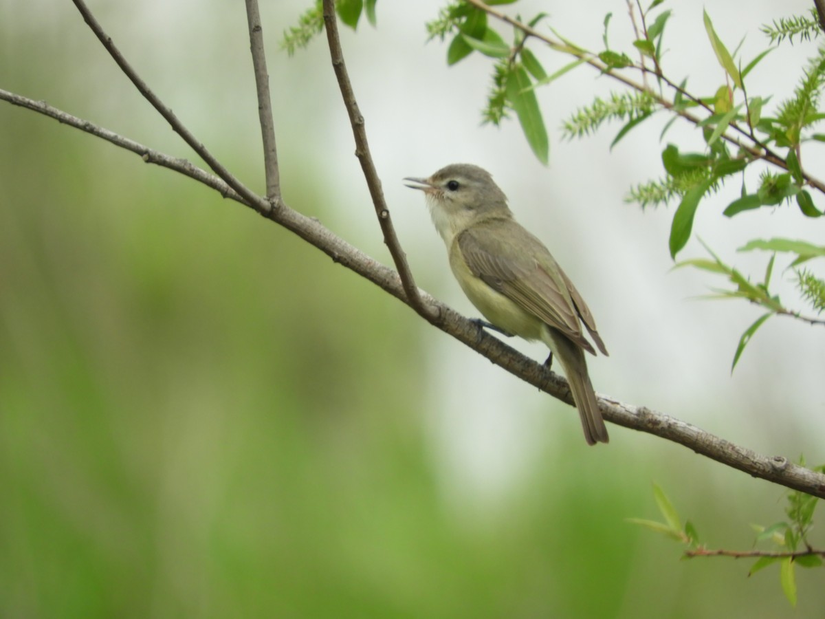 Warbling Vireo - Thomas Bürgi