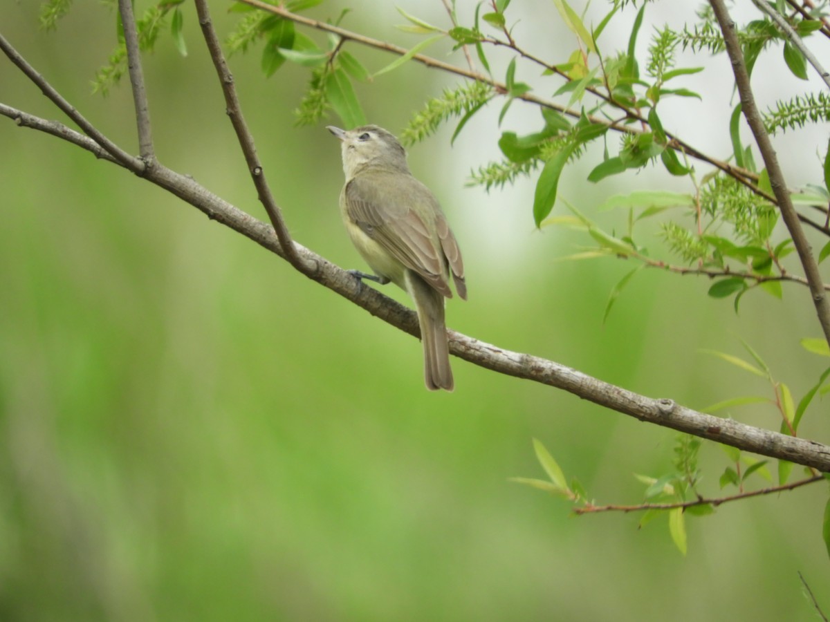 Warbling Vireo - Thomas Bürgi