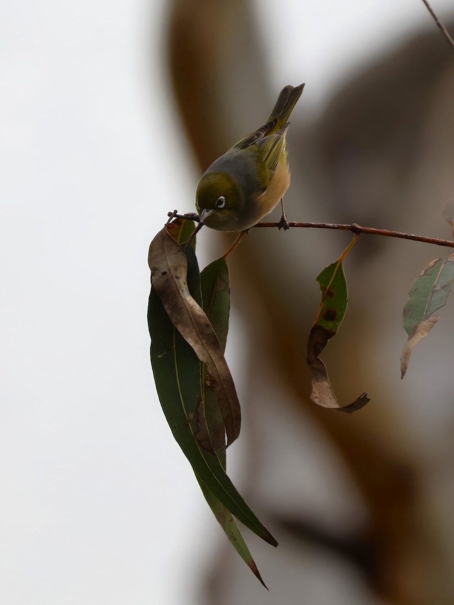 Silvereye - Heather Williams