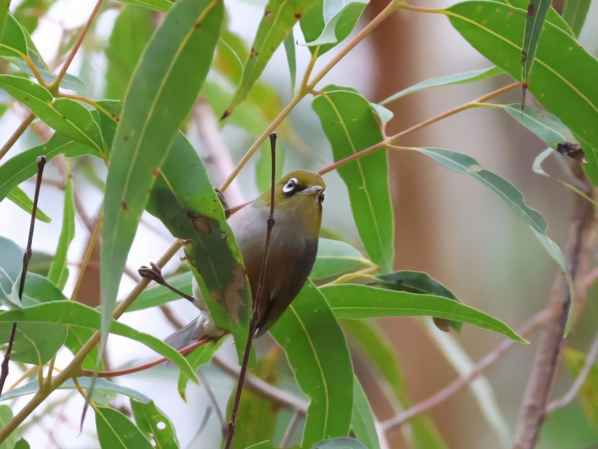 Silvereye - Heather Williams