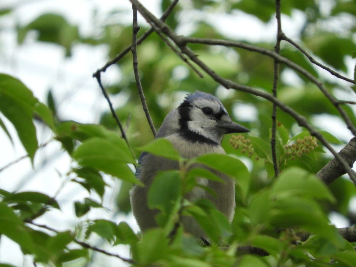 Blue Jay - Thomas Bürgi