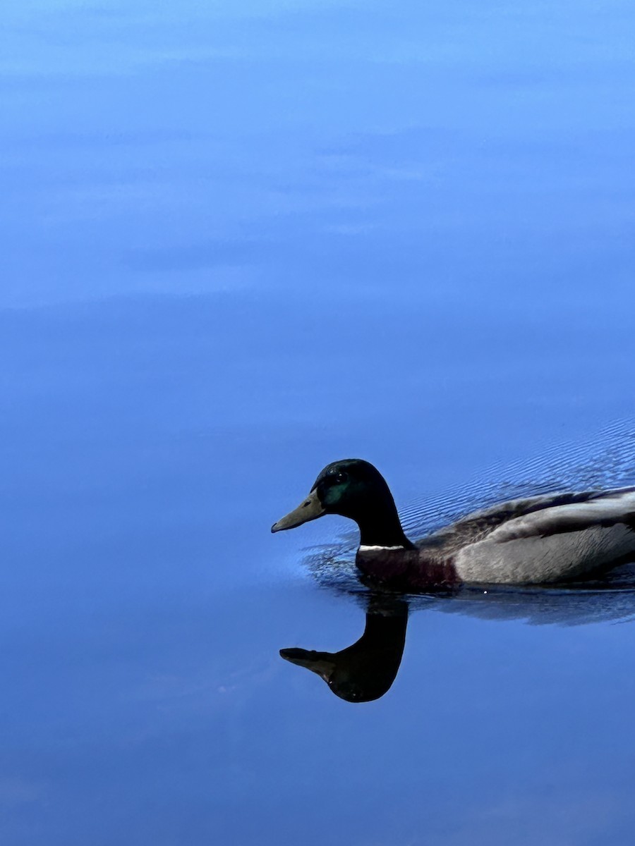 Mallard - Nina Sossen