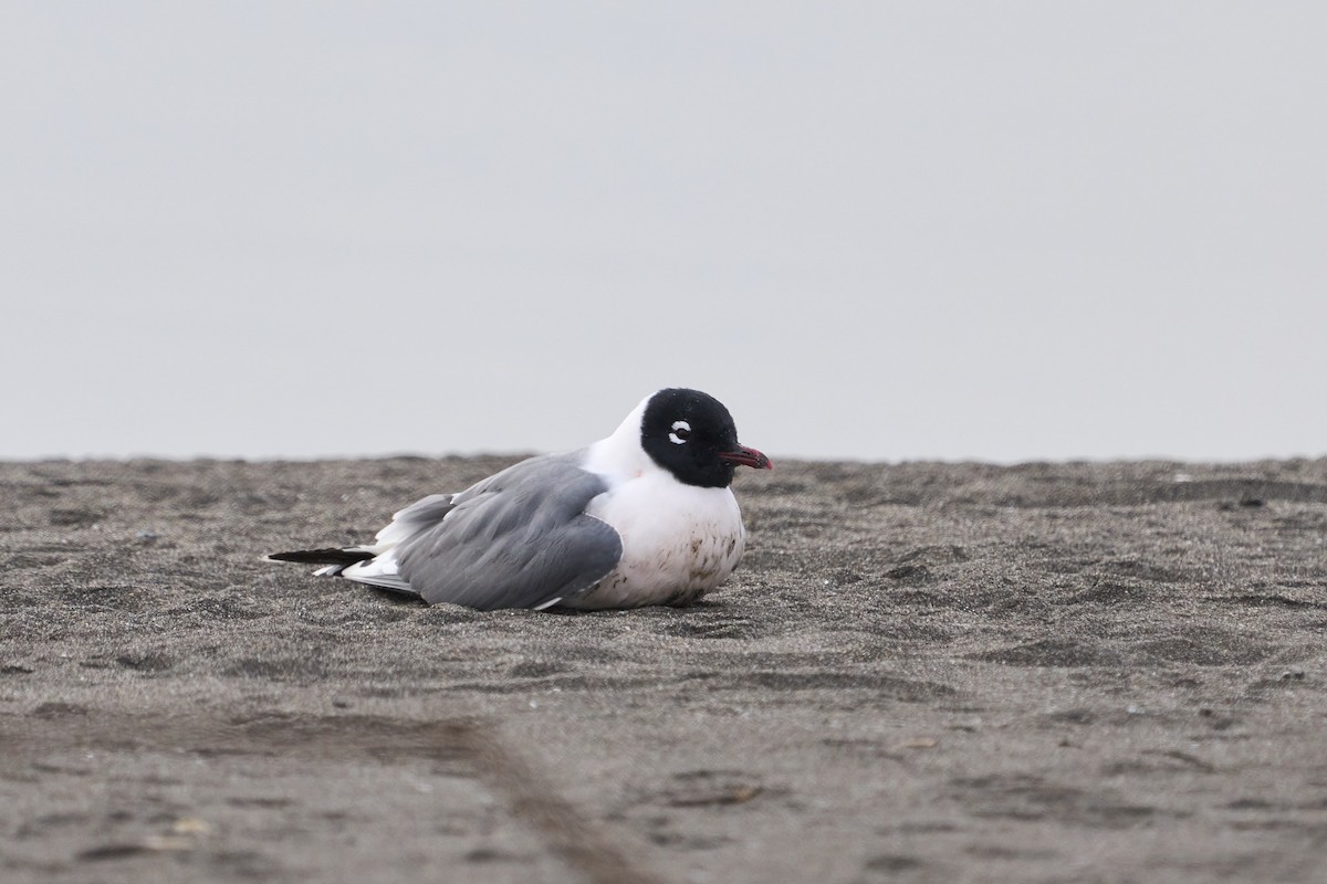 Brown-hooded Gull - ML619590573