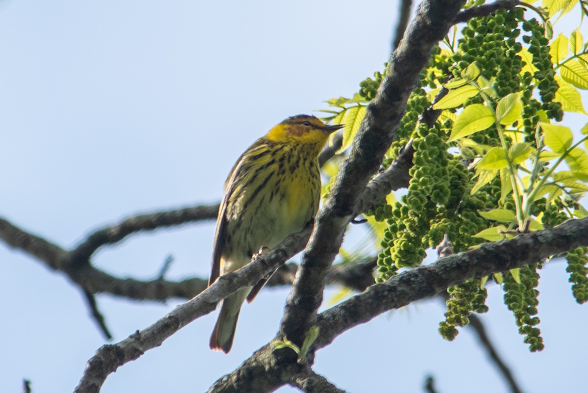 Cape May Warbler - Yixiao Liu