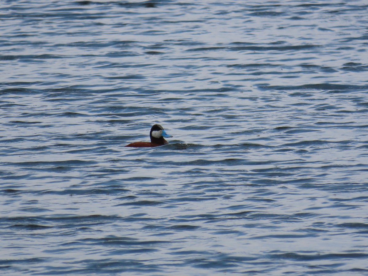 Ruddy Duck - ML619590585