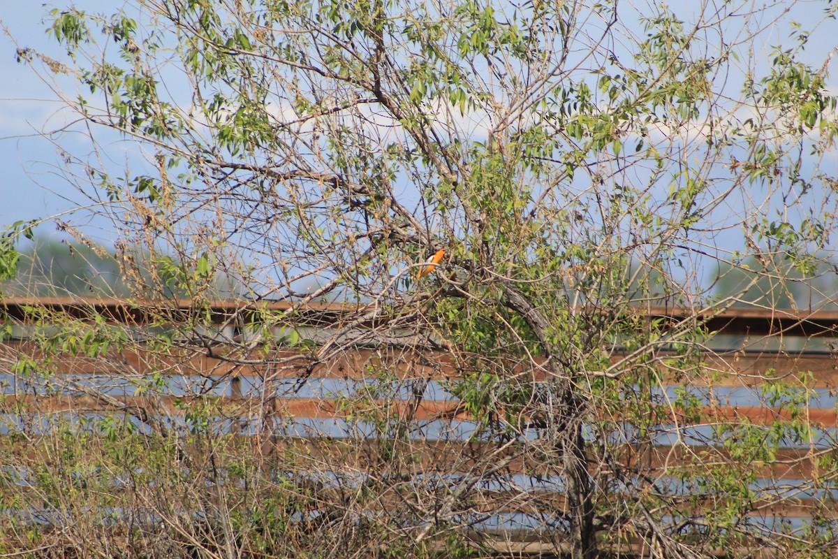 Bullock's Oriole - Rachael Falgout