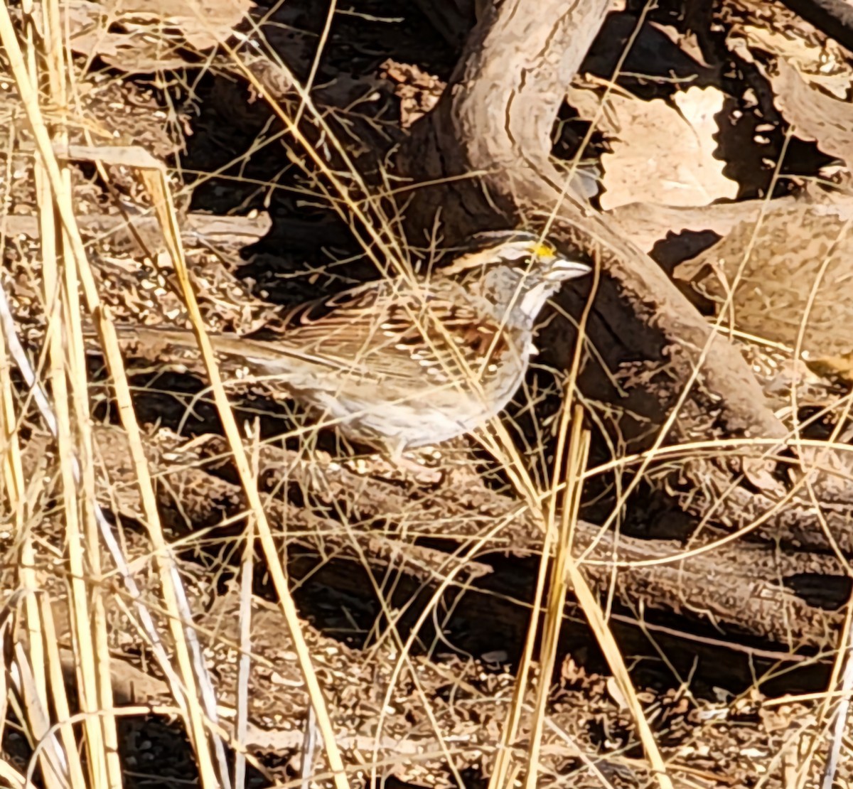 White-throated Sparrow - Nancy Cox