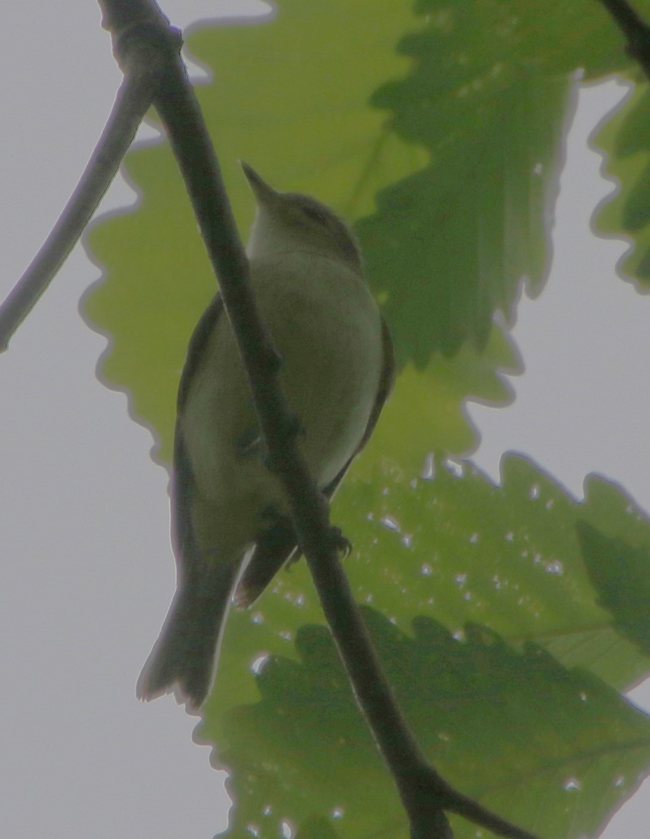 Warbling Vireo - Betty Thomas