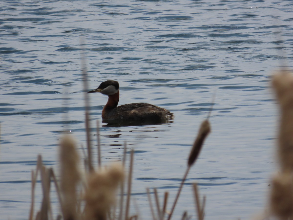 Red-necked Grebe - Alex Grant