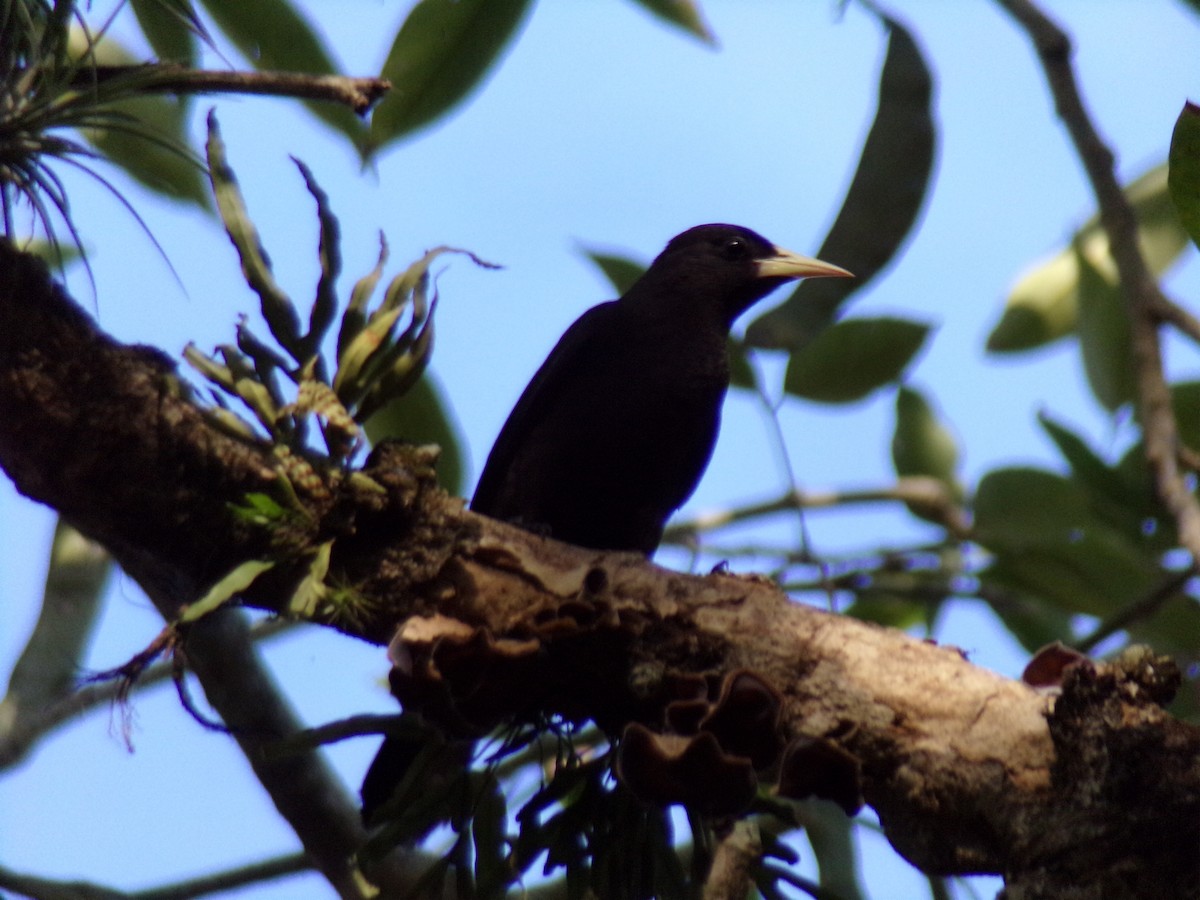 Red-rumped Cacique - Antonio Sturion Junior