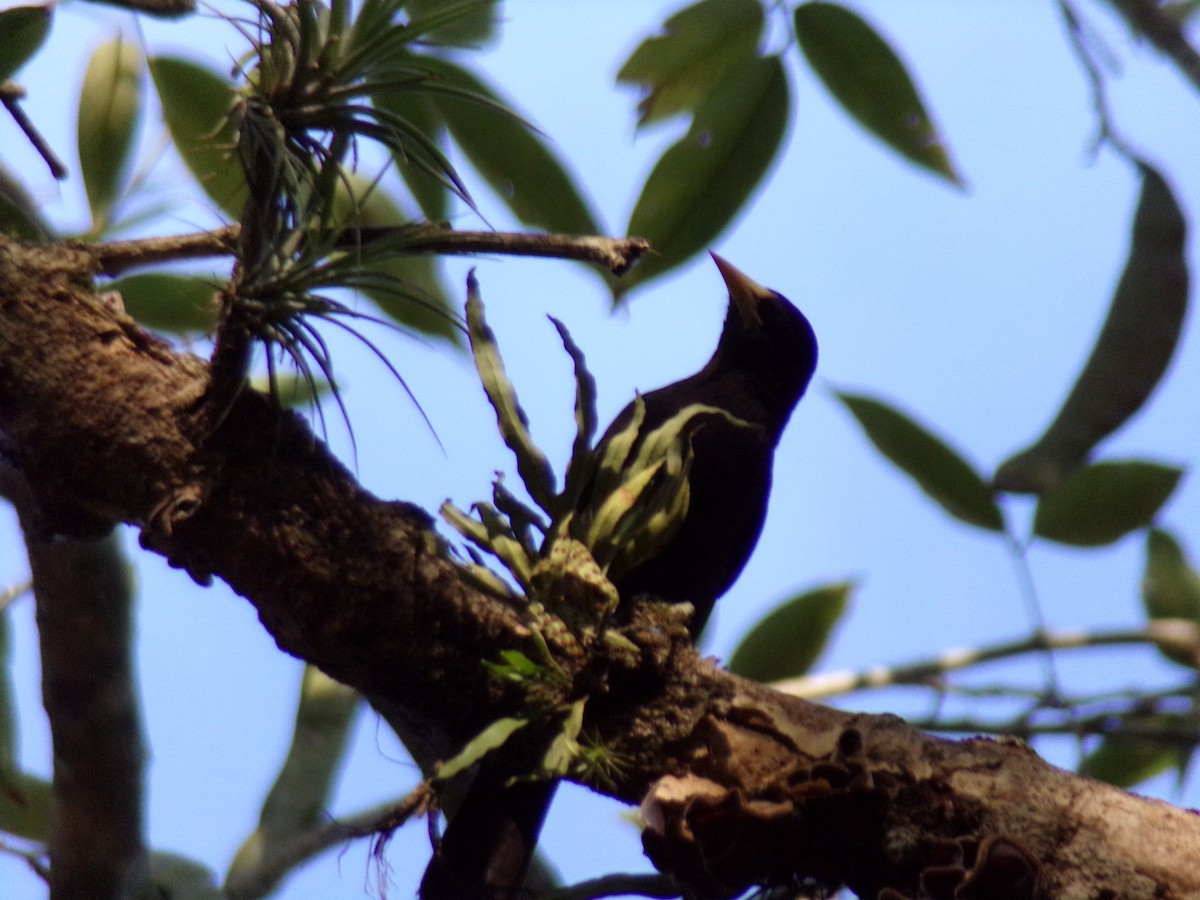 Red-rumped Cacique - Antonio Sturion Junior