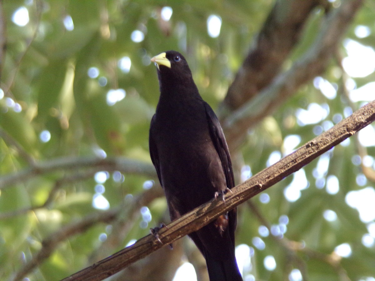 Red-rumped Cacique - Antonio Sturion Junior