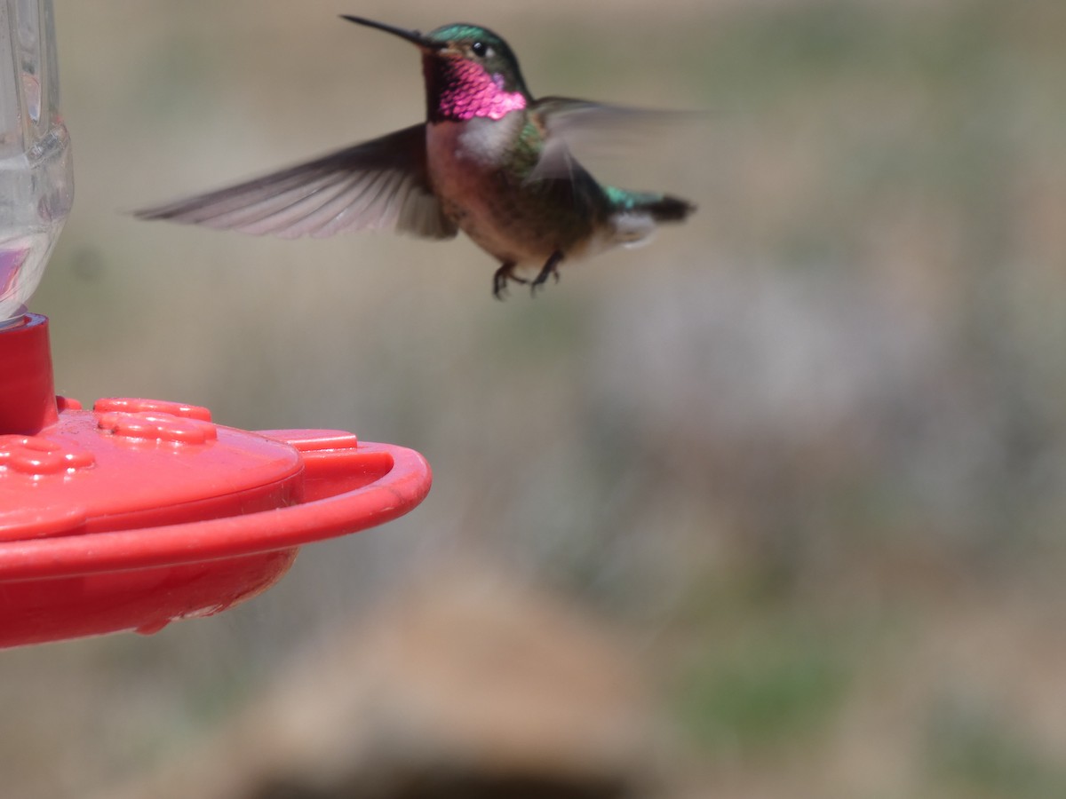 Broad-tailed Hummingbird - Konstantin Iordanov