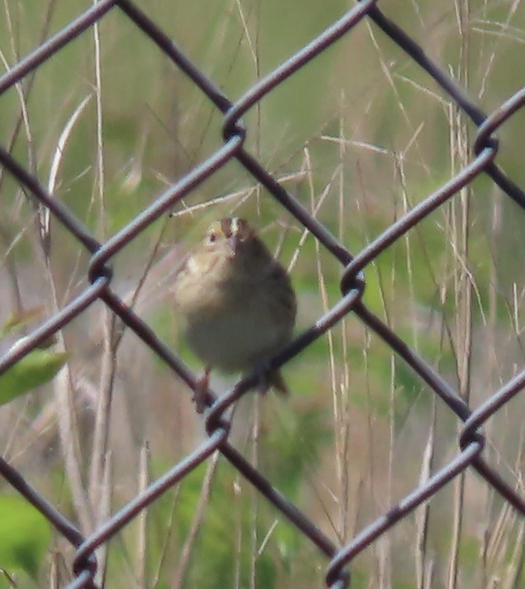 Grasshopper Sparrow - Kathleen Rawdon