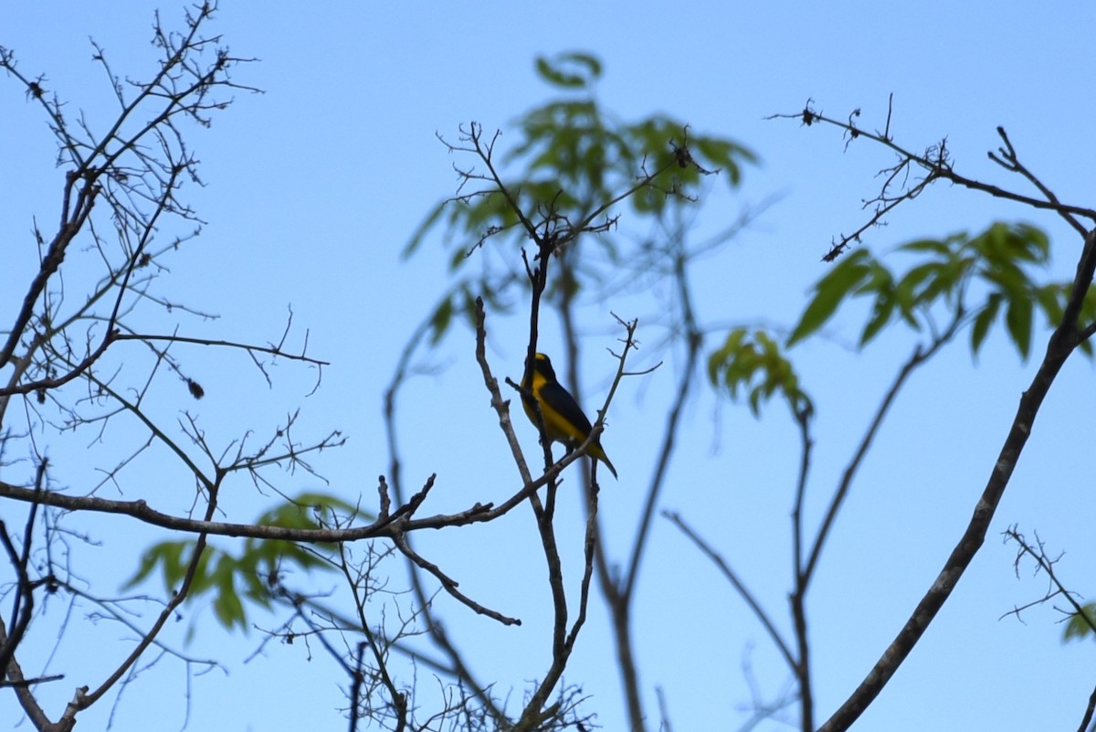 Yellow-throated Euphonia - Bruce Mast