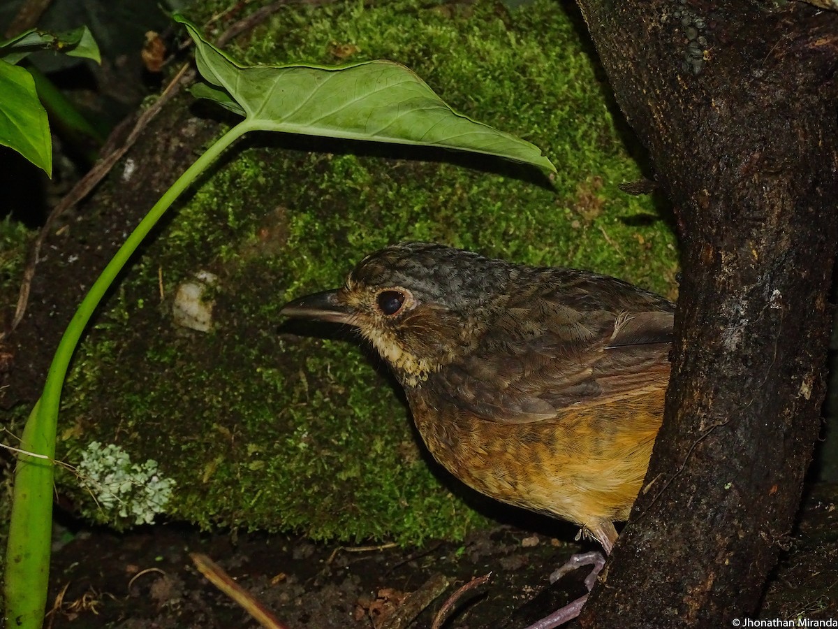 Tachira Antpitta - Jhonathan Miranda - Wandering Venezuela Birding Expeditions