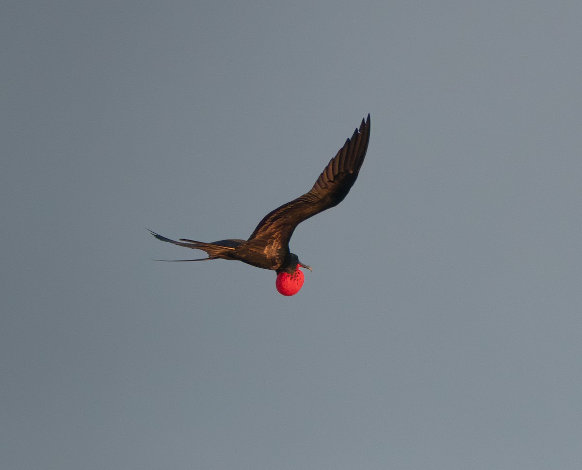 Magnificent Frigatebird - Jodi  Chambers