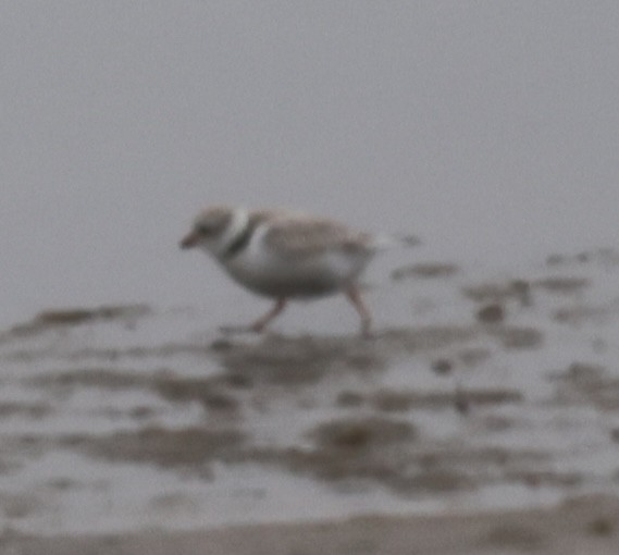 Piping Plover - burton balkind