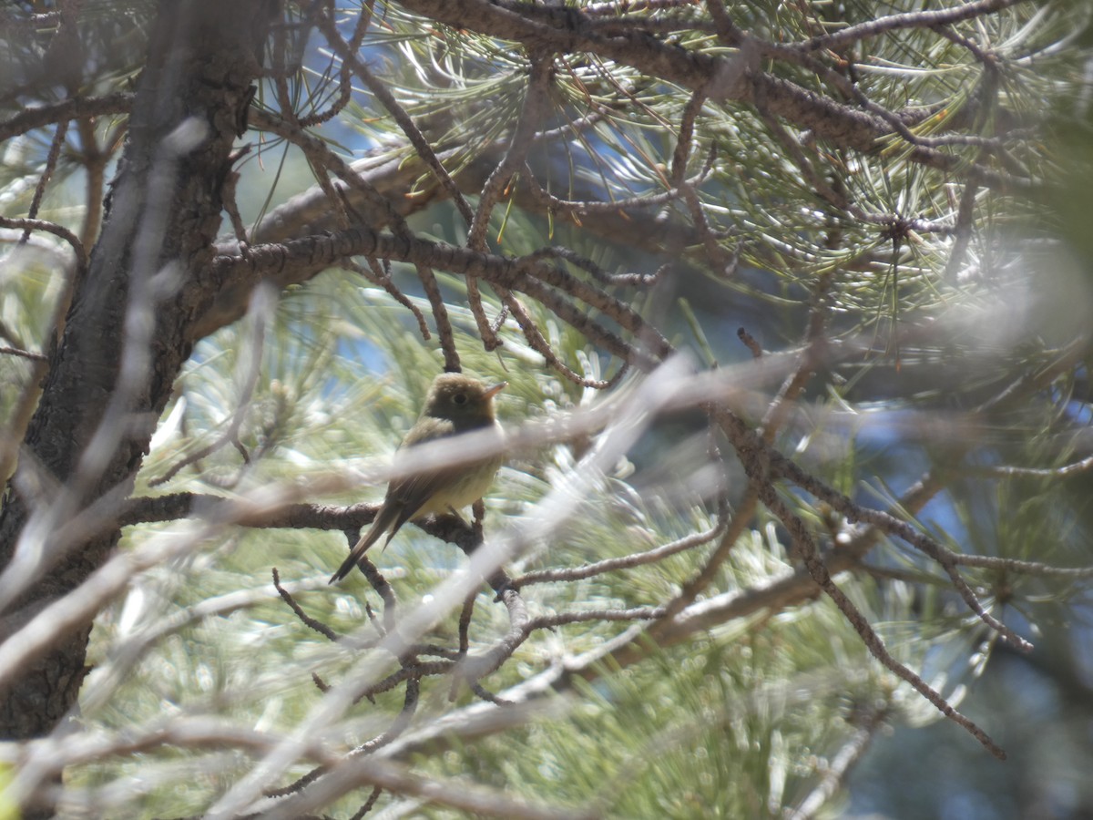 Western Flycatcher - Konstantin Iordanov