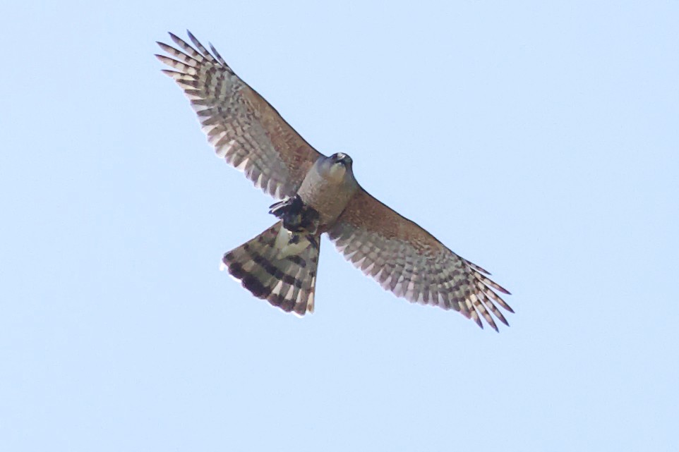 Cooper's Hawk - Tibbett Speer