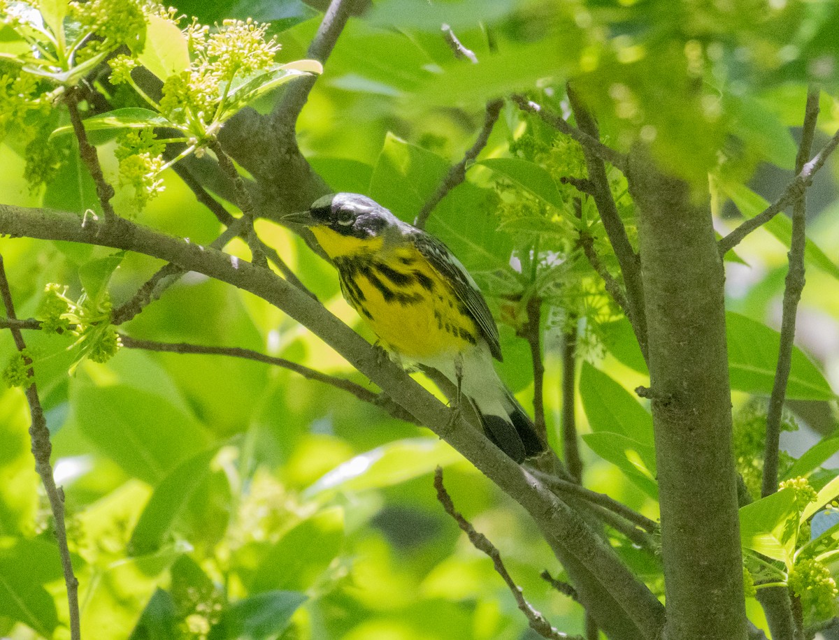 Magnolia Warbler - ML619590647