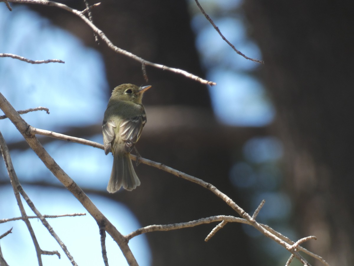 Western Flycatcher - Konstantin Iordanov